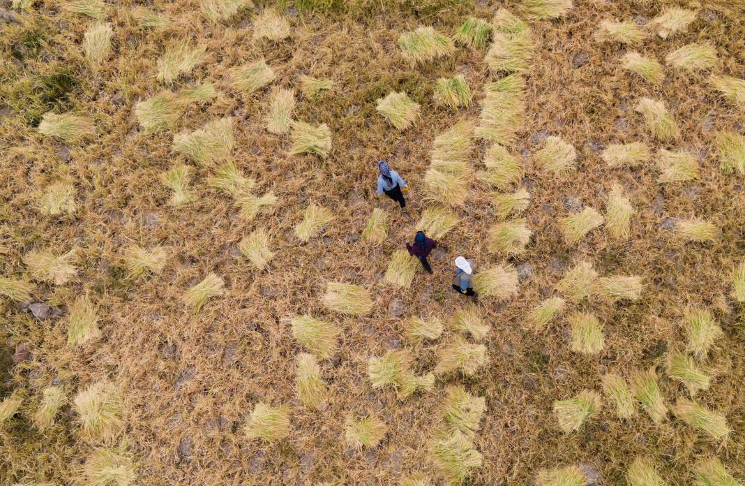 Diyarbakır'da hasadı başladı. Diğer pirinçlerden farklı bir lezzet barındırıyor 2